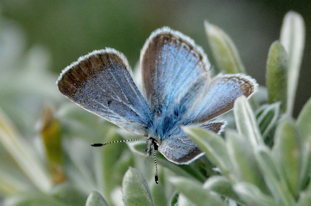 170 2015-06100961 Oso Flaco Lake, CA.JPG - Spring Azure Butterfly (f)(Celastrina ladon). Oso Flaco Lake, CA, 5-10-2015